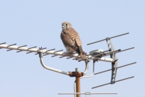 チョウゲンボウ